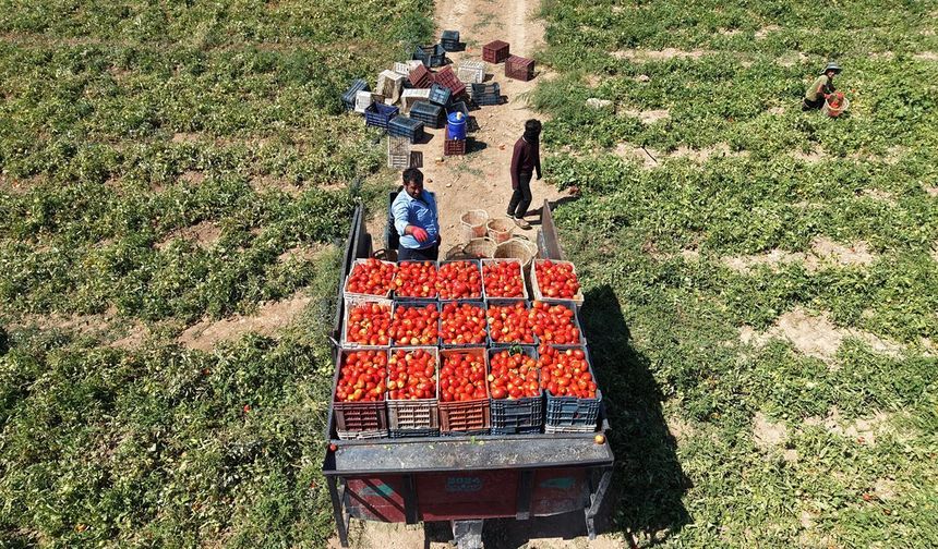 Şanlıurfalı çiftilerden Amerika, İtalya, Hollanda ve Fransa'ya dev ihracat: Elazığ'da üretilip, İzmir'de paketleniyorlar