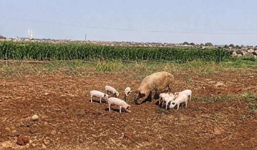 Şanlıurfa’da görülen domuz sürüsü paniğe sebep oldu!