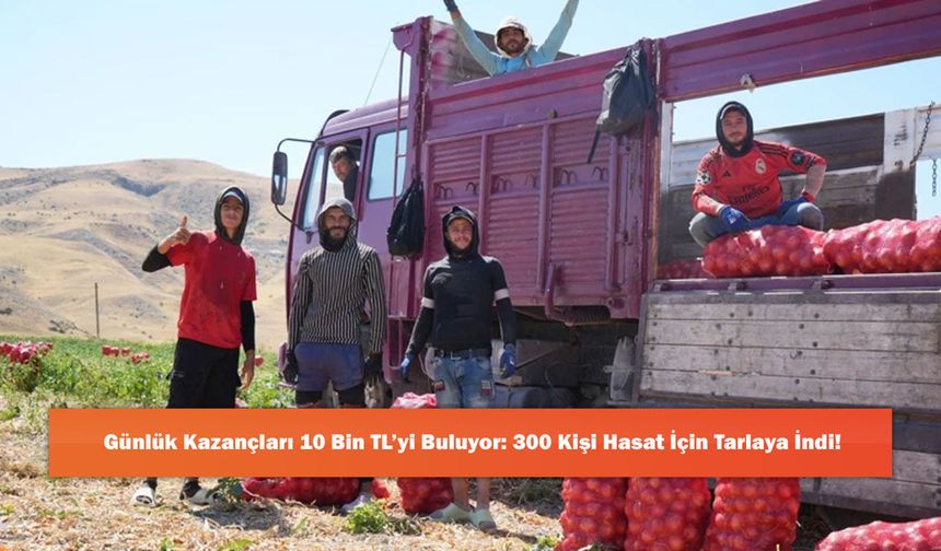 Günlük Kazançları 10 Bin TL’yi Buluyor: 300 Kişi Hasat İçin Tarlaya İndi!
