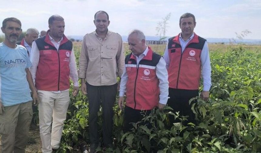 Şanlıurfa’da patlıcan tarlasında hasat mesaisi