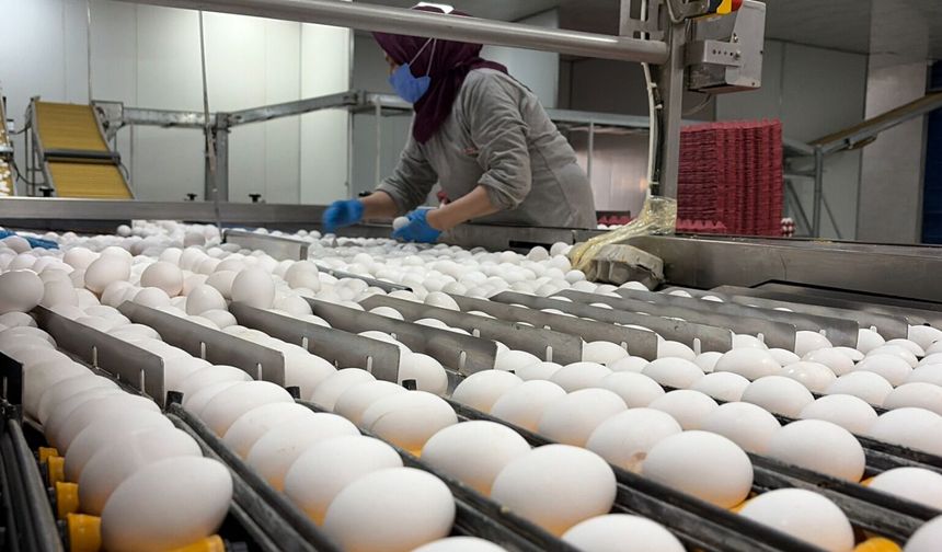 Afyonkarahisarlı Yumurta Üreticilerinin Gözü Tahıl Koridoru ve Ham Madde Desteğinde