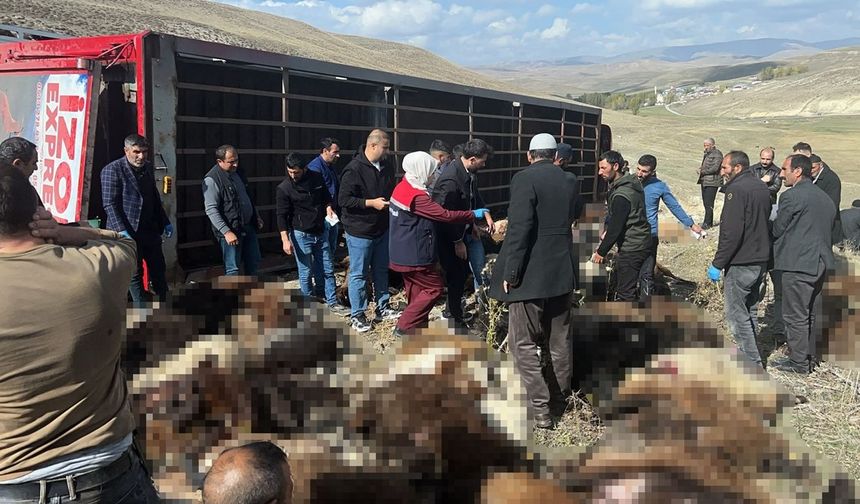 Erzurum’dan Şanlıurfa’ya Hayvan Sevkiyatında Feci Kaza: 130 Hayvan Telef Oldu