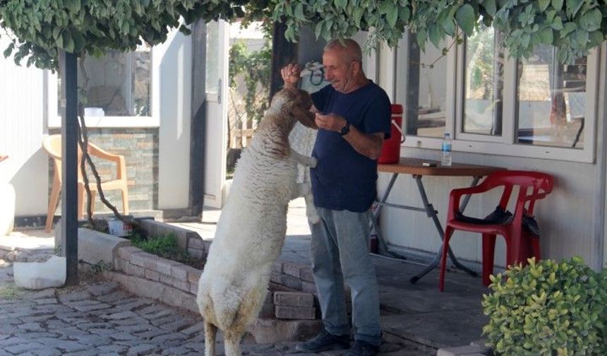 Şanlıurfa’da Yavruyken Sütle Beslediği Kuzusuyla Ayrılmaz İkili Oldu