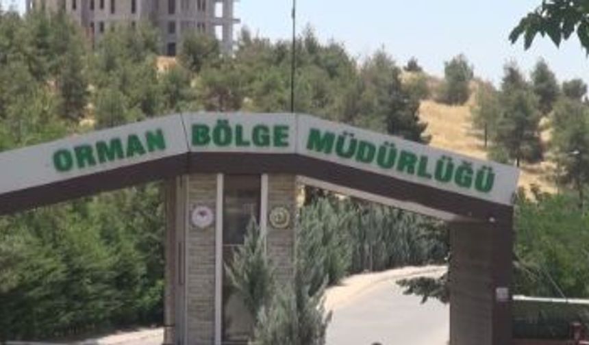 Şanlıurfa Orman Fidanlık Müdürlüğü İhaleye Çıkıyor: Son Gün 2 Kasım!