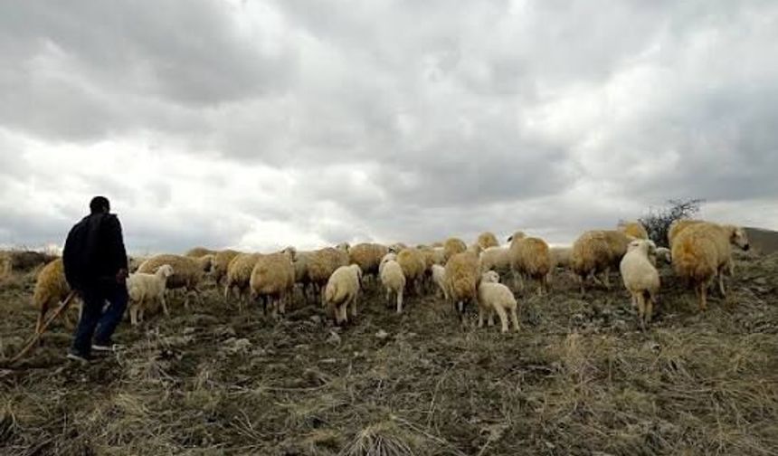 Şanlıurfa’da Ceylanpınar TİGEM’den 6 bölge için büyük çobanlık alımı: Şartlar belli oldu