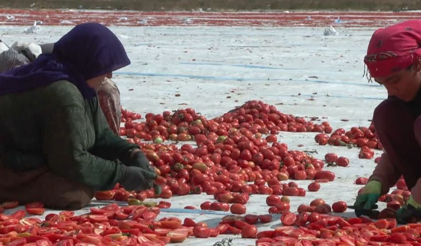 Şanlıurfalı işçilerin kuru domates mesaisi Kayseri'de devam ediyor