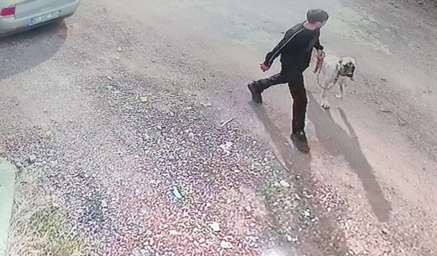 Şanlıurfa’da Kangal Köpeğini Böyle Çaldılar! Görüntüler Kamerada