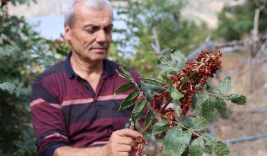 Şanlıurfa sofrasının salatalarından eşkisine gizli lezzeti Adana topraklarından: Hasat başladı