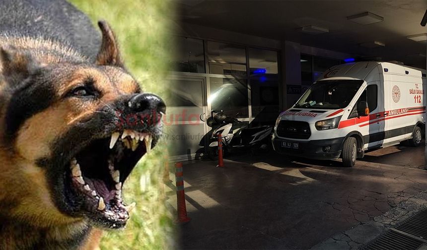 Şanlıurfa’da Başıboş Köpek Dehşeti! 8 Yaşındaki Çocuğa Saldırdılar