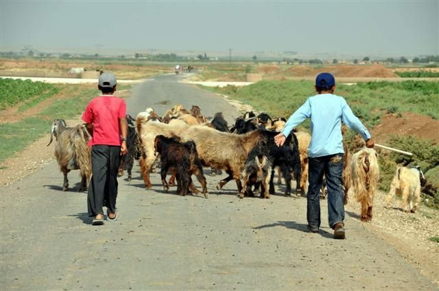 Ceylanpınar Tarım İşletmesi çoban alımı yapacak: Maaşlar ve detaylar belli oldu
