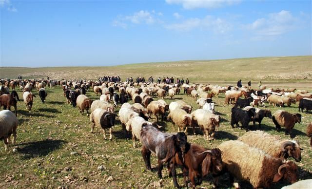 Şanlıurfalı besicilere müjde: Hayvanlarınız artık o proje ile güvende!