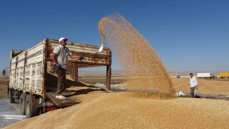 Türkiye'nin tahıl ambarı Şanlıurfa'da, Arpa, Mercimek ve Buğday piyasasında son durum ne?