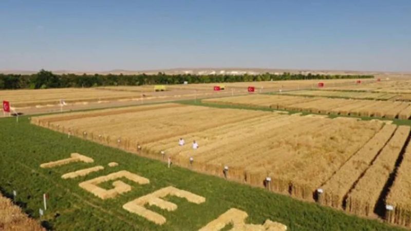 TİGEM Şanlıurfa’da dev ihaleye gidiyor: Detaylar belli oldu