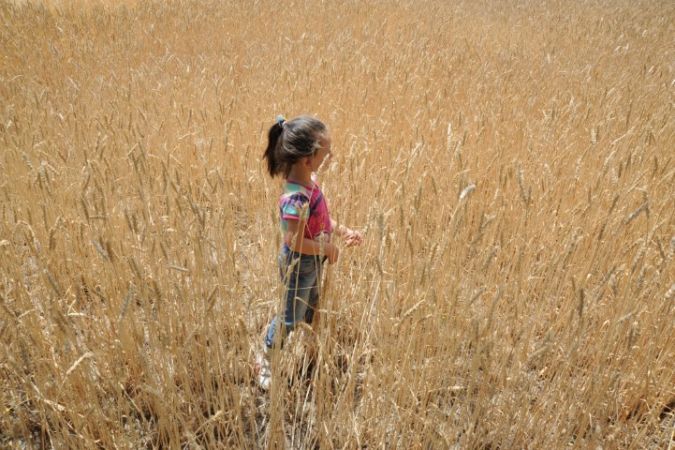 Dünya Hububat Piyasasında Hareketlilik-1