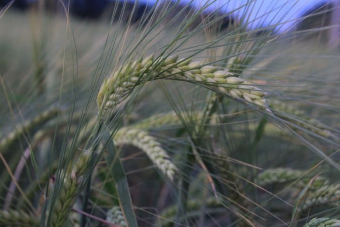 Kuraklık Ve Zararlılar Hububat Üretimini Olumsuz Etkiliyor1