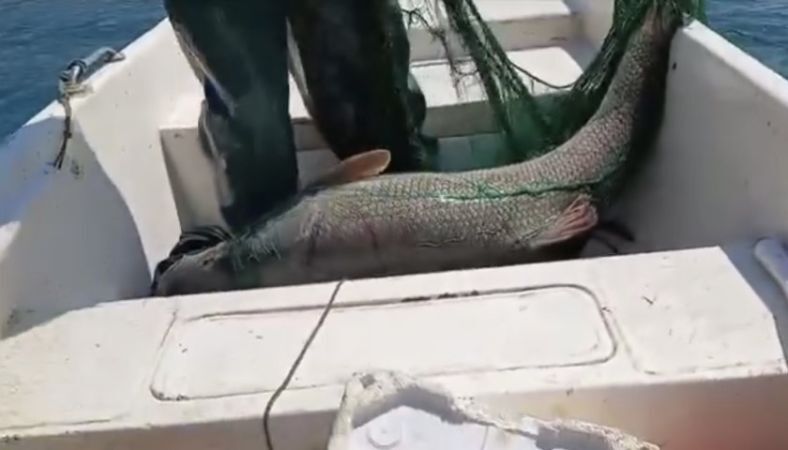 Keban Barajı'nda 72 Kiloluk Dev Turna Şaşkına Çevirdi!1