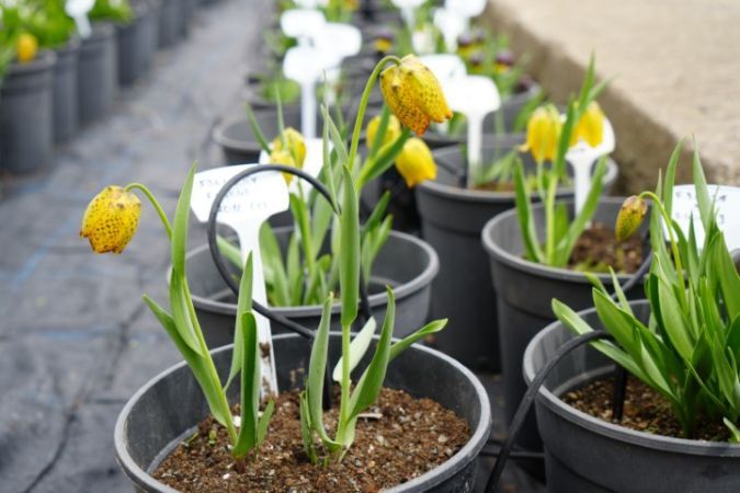 Şanlıurfa'da Nesli Tükenme Tehlikesi Altındaki Ters Laleler Koruma Altında Zarar Verene 577 Bin Lira Ceza1