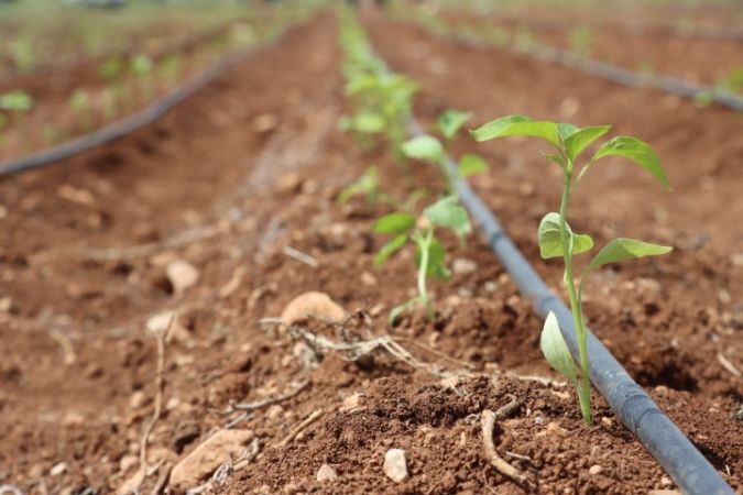 Şanliurfa Büyükşehi̇r Beledi̇yesi̇, Ata Tohumlarini Toprakla Buluşturdu (1) (1) (Küçük)
