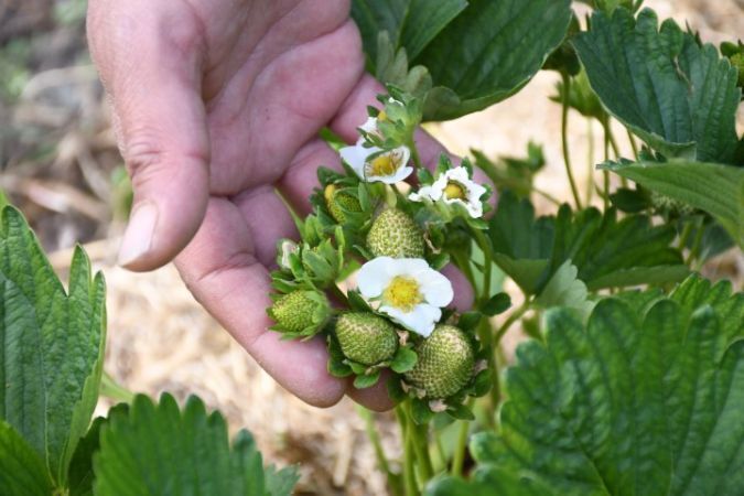 Pandemiyle Hayatları Değişti!1