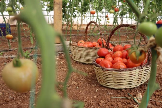 Şanlıurfa Belediyesi’nden Tarımda Örnek Proje! (2)