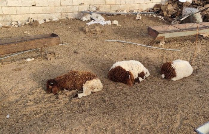 Şanlıurfa’da Sokak Köpekleri Dehşeti!-1