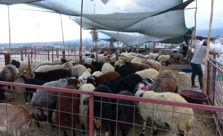 Şanlıurfa Kurbanlıkları Mersin’e Damga Vurdu!1