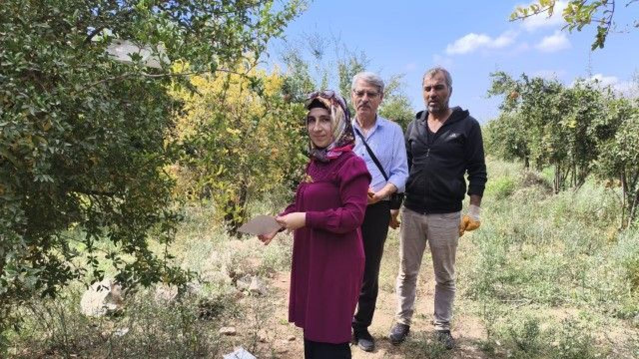 Şanlıurfa’da Akdeniz Meyve Sineği ve Harnup Güvesi İçin Tuzak Kontrolleri Yapıldı