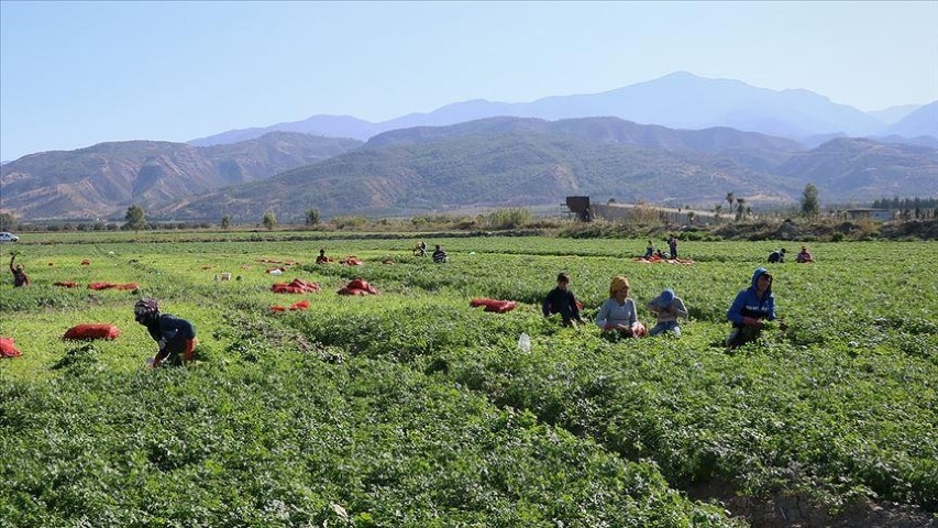 2024'Te Mevsimlik Tarım İşçilerine Yüzde 84,2 Zam Yapıldı1