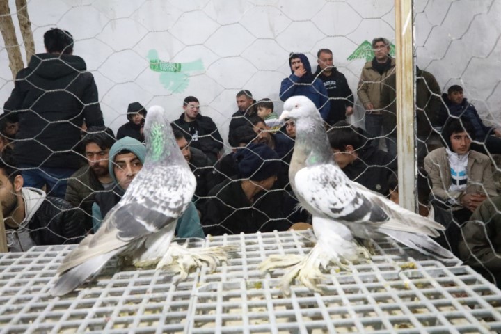 Şanlıurfa Siverek'teki Güvercin Mezatında Fiyatlar Binlerce Liraya Çıkıyor1