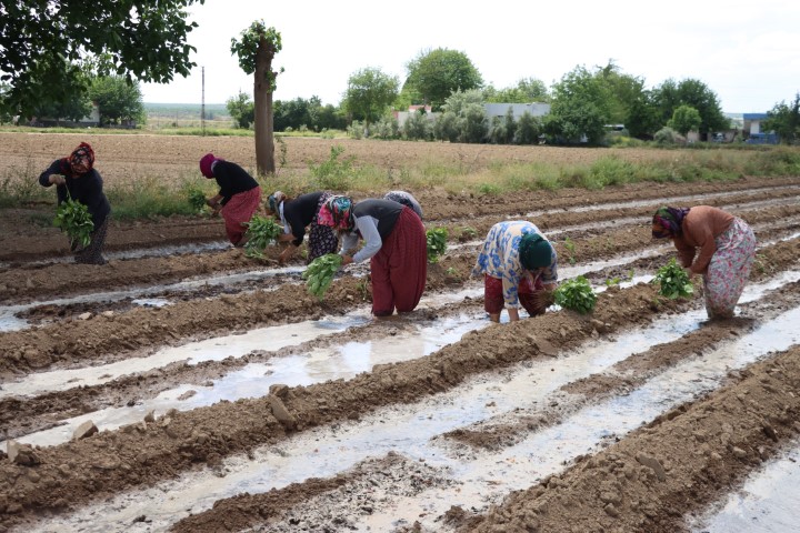Aw447704 01 (Küçük)