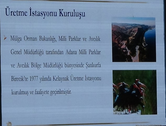 Şanlıurfa’da Kelaynaklar İçin Yeni Dönem!1