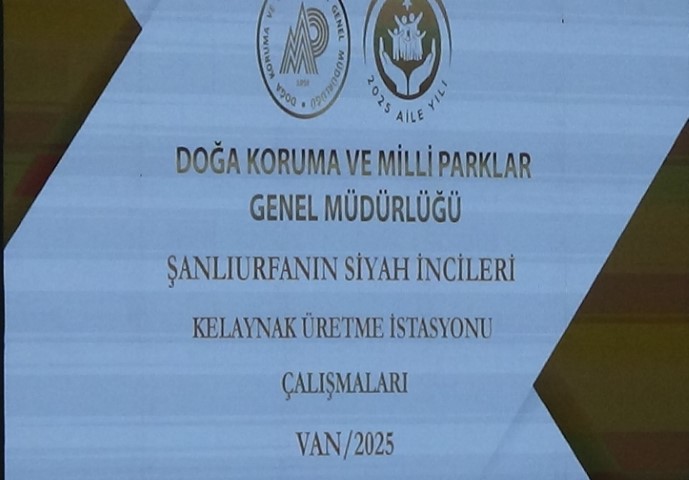 Şanlıurfa’da Kelaynaklar İçin Yeni Dönem!2