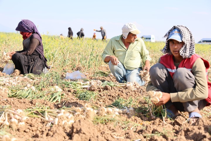 Şanlıurfa’dan Avrupa’ya Uzanan Emeğin Sarımsak Hikâyesi!-1