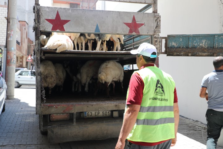 Eyyübiye’de Kurban Sevinci Kapı Kapı Taşındı 400 Aileye Canlı Kurbanlık (2)