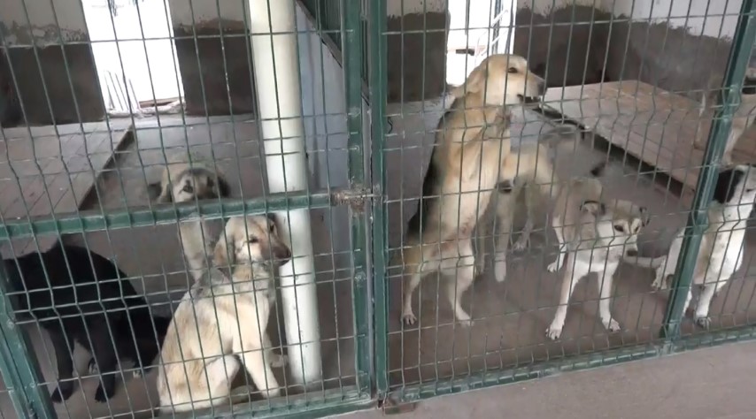 Şanlıurfa'da Sokak Köpekleri Alarmı!