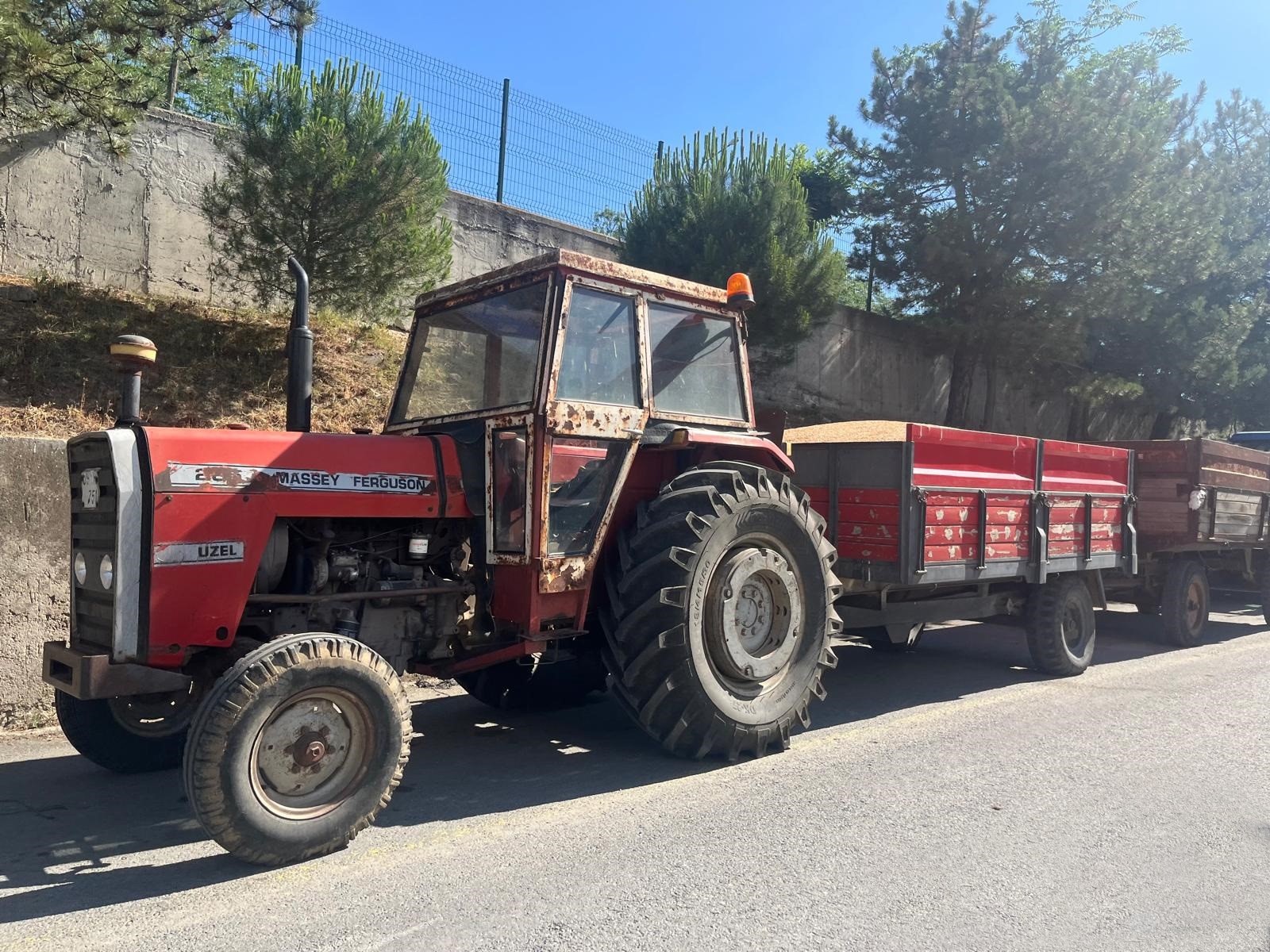 Buğday2