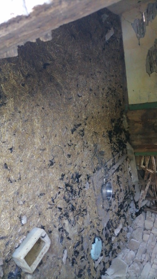 Kastamonu İnebolu’da Başıboş Köpekler Tavuklara Saldırdı, Mahalle Tedirgin (2)