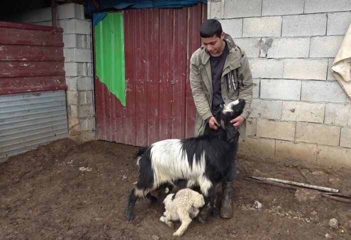 Gaziantep’te Annesiz Kalan Kuzuya Keçiler Annelik Yapıyor!