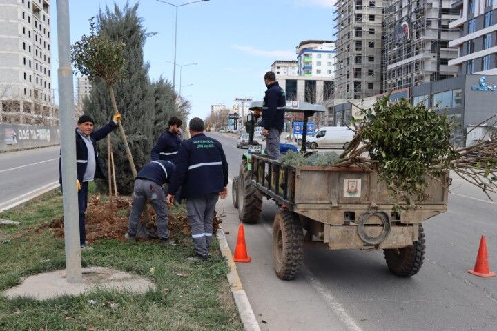 Büyükşehi̇r, Ağaç Ve Bi̇tki̇ Di̇ki̇mleri̇ni̇ Hizlandirdi (3) (Küçük)