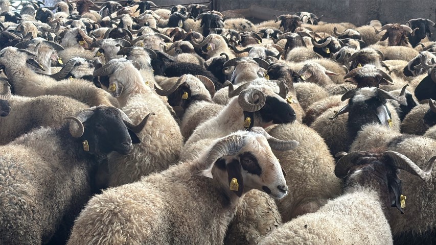 Eyyubiye Koc Dagitimi (1) (Small)