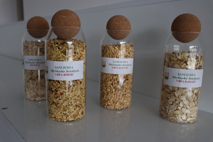 Şanlıurfa Tarımında Yerli Miras: Ata Tohumları İçin Başvurular Açıldı!