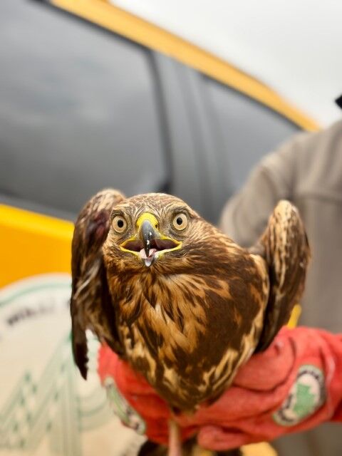 Şanlıurfa’da Kızıl Şahin İçin Hayat Kurtaran Operasyon!