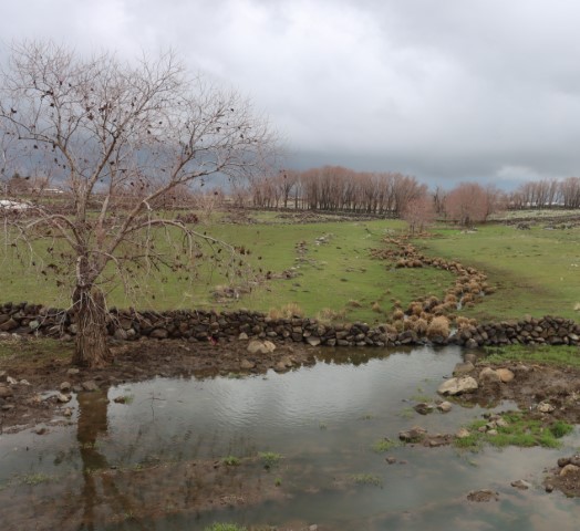 Şanlıurfa’da Yağışlar Tarım Ve Hayvancılığa Can Suyu Oldu!