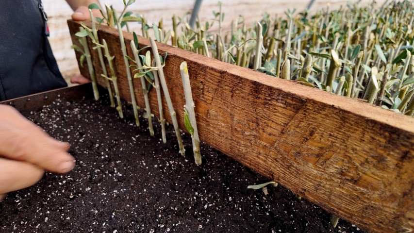 Şanlıurfa Çiftçileri İçin Fidan Dağıtımı Başlıyor!