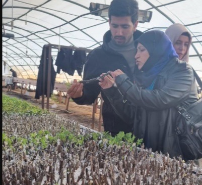 Şanlıurfa Tarım ve Orman İl Müdürlüğü’nden zeytin üretimine teknik destek