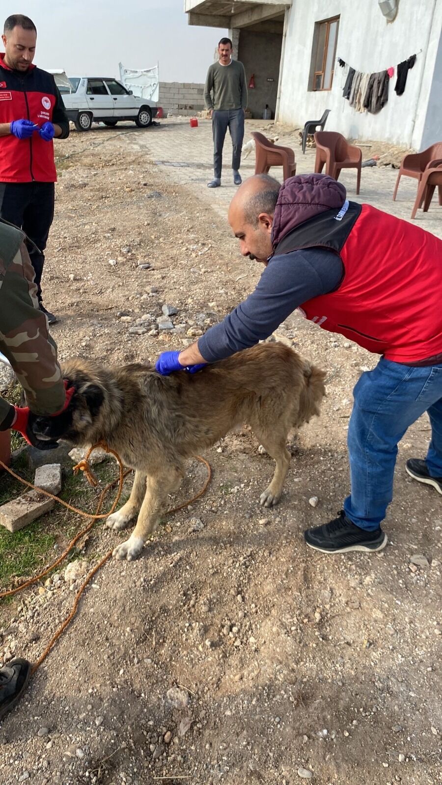 Hilvan’da 276 Sahipli Köpeğe Aşı ve Çip Uygulaması