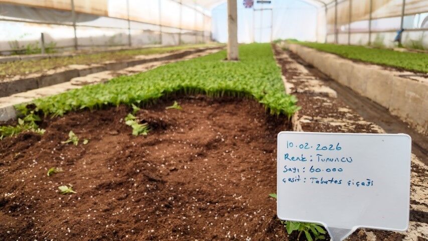 Akçakale Seralarında Şanlıurfa Büyükşehir’den Büyük Üretim!