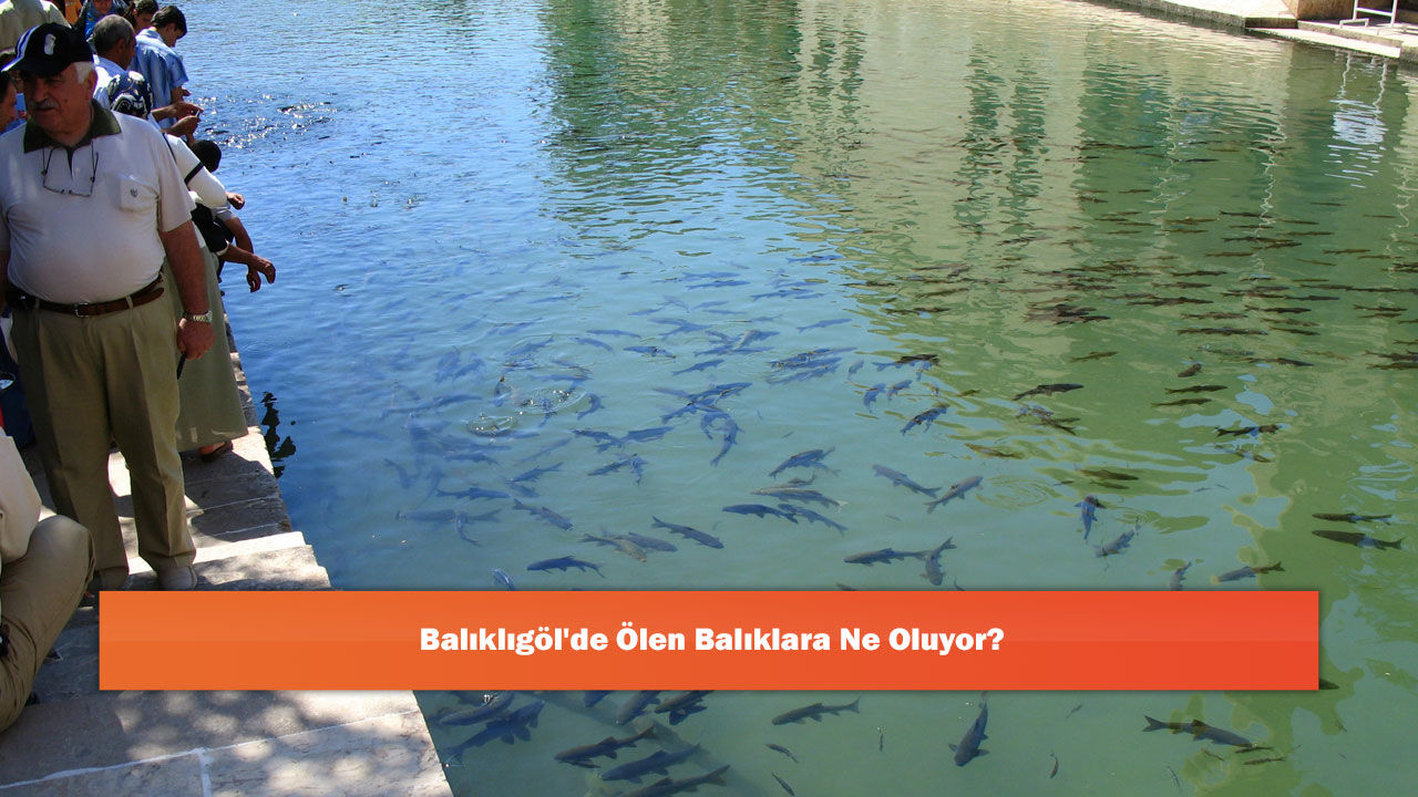 Balıklıgöl'de Ölen Balıklara Ne Oluyor?