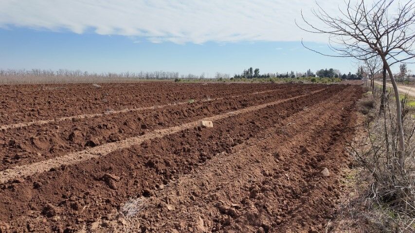Şanlıurfa’da Parklar İçin 20 Bin Çınar Yetiştiriliyor!