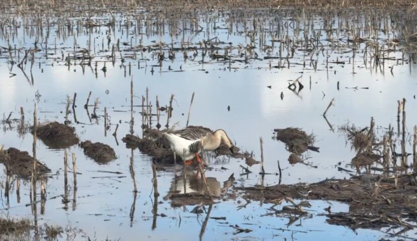 Şanlıurfa Suruç’ta Tarım Arazileri Büyük Zarar Gördü!